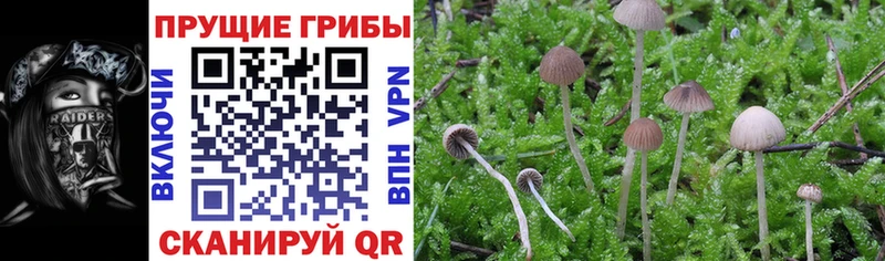 Галлюциногенные грибы Psilocybe  что такое наркотик  Нижнекамск 